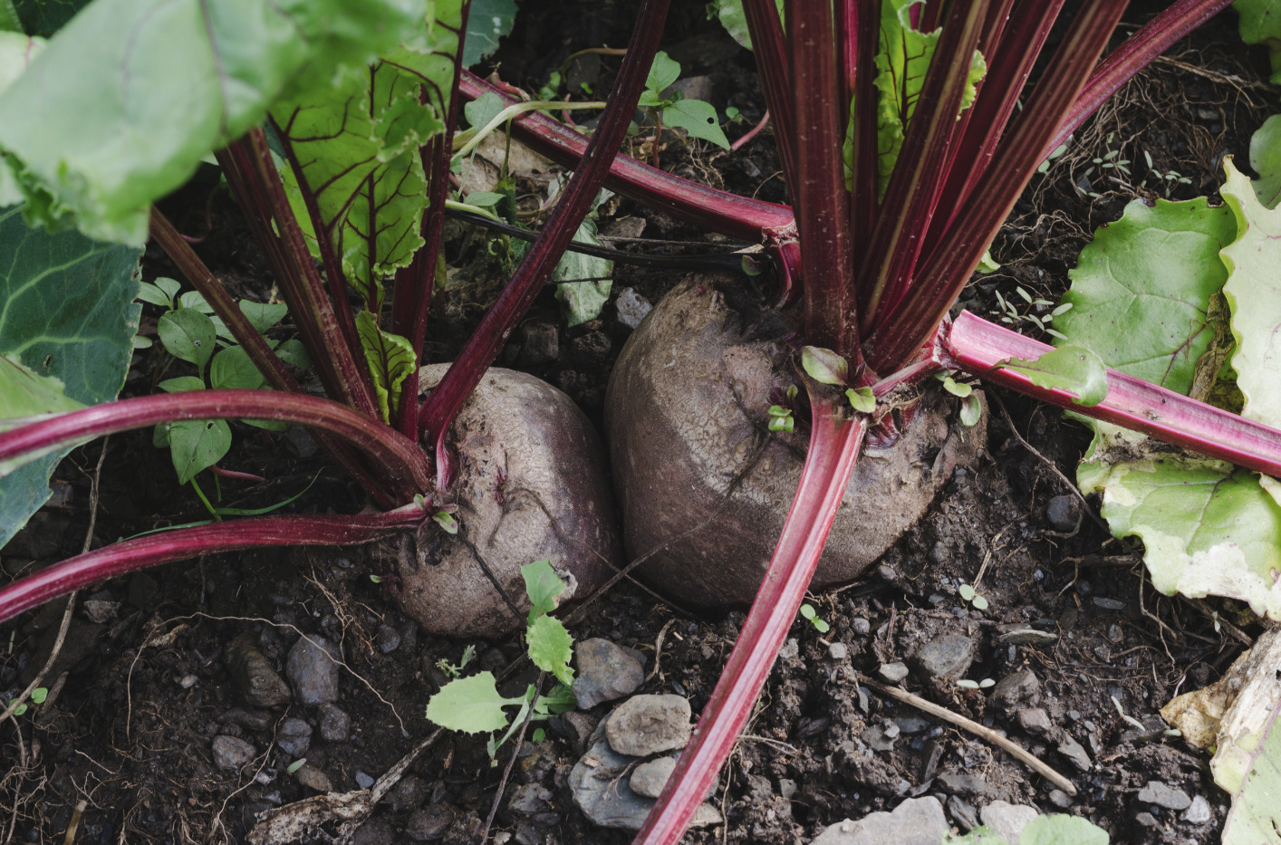 Illustration de la vidéo