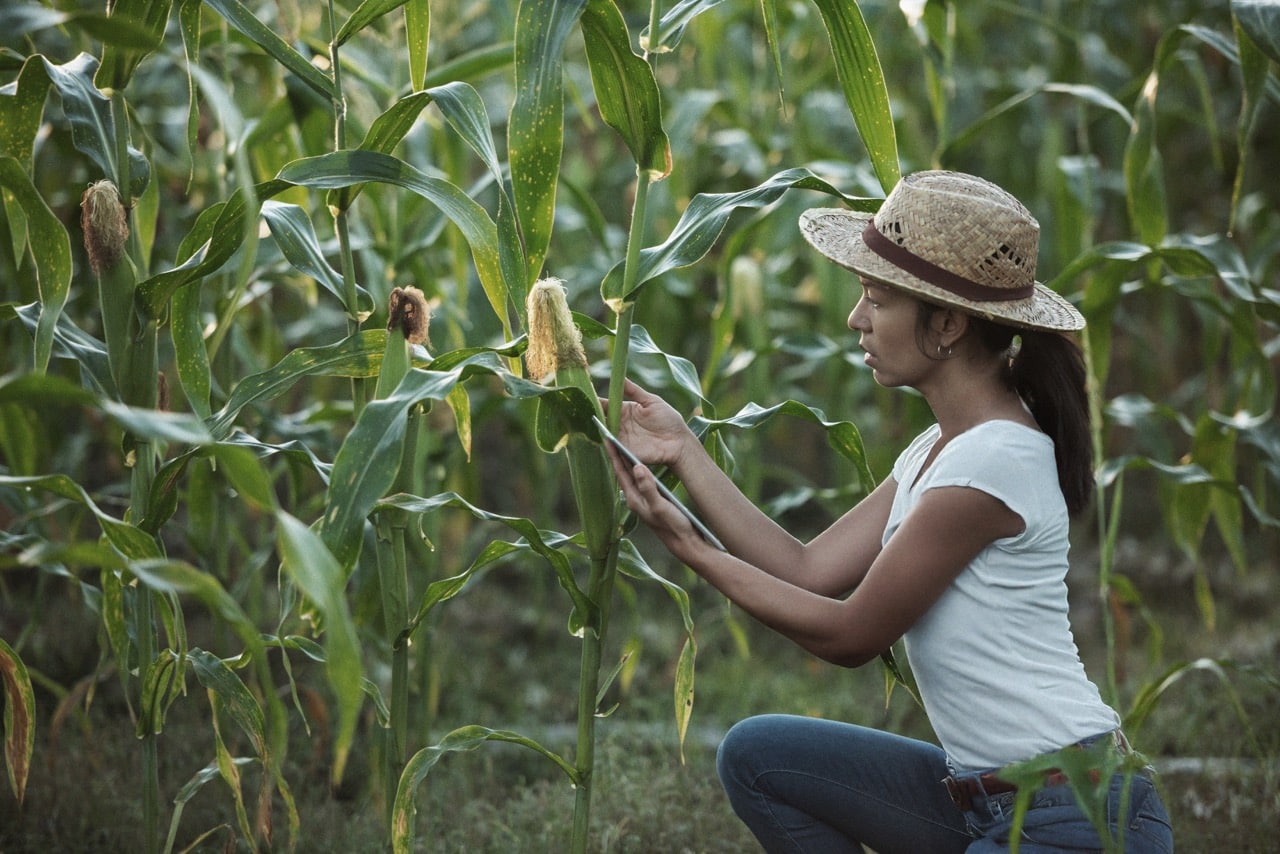 Image décorative de la bannière