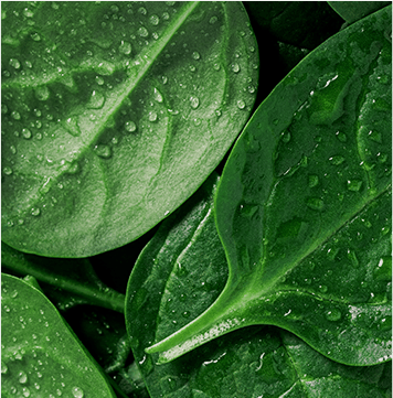 Légumes feuilles